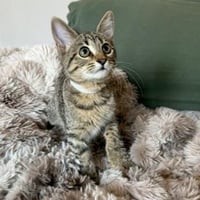 Lily #tabby-brigade - Photo 3