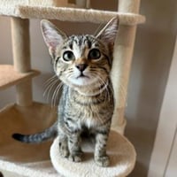 Lily #tabby-brigade - Photo 4