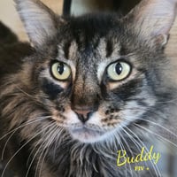 Buddy #bonded-to-Pina - Photo 1