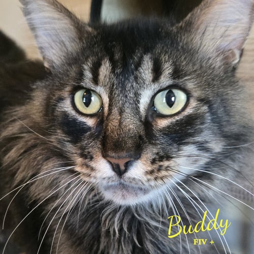 BUDDY #BONDED-TO-PINA - Maine Coon / Domestic Long Hair available for adoption