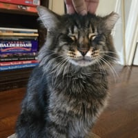 Buddy #bonded-to-Pina - Photo 4