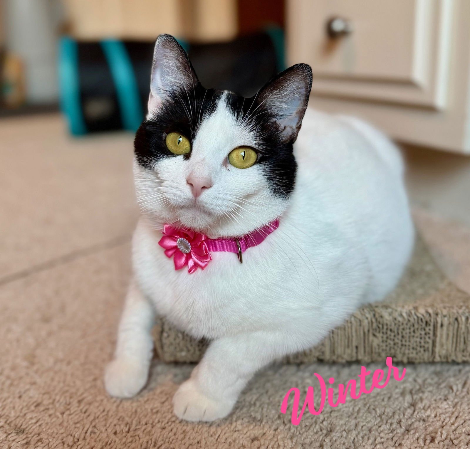 WINTER & SUMMER #BONDED-PAIR - Turkish Van / Domestic Short Hair available for adoption