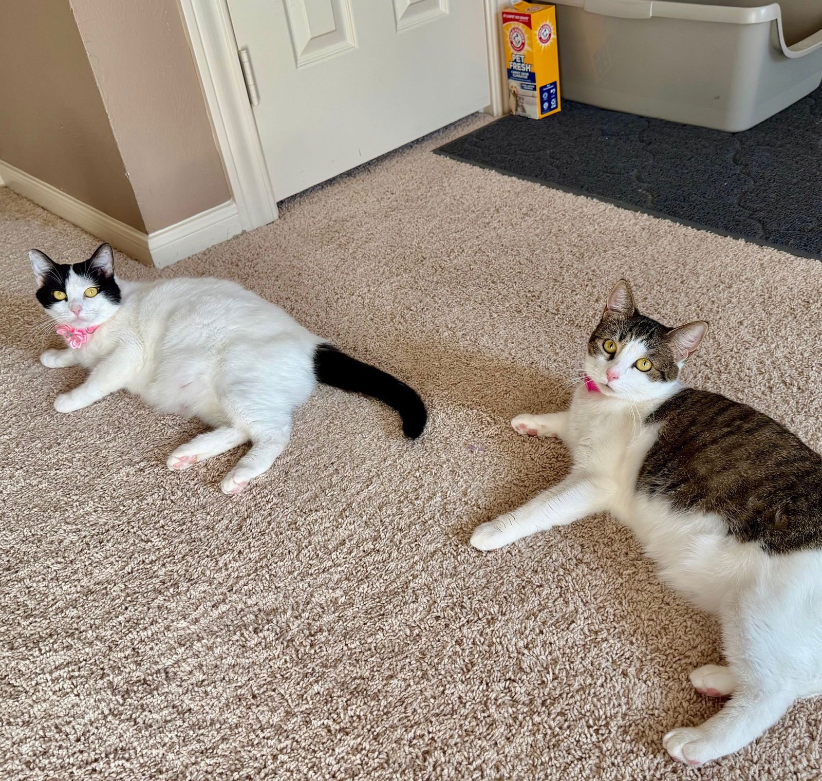 Winter & Summer #bonded-pair - Photo 4