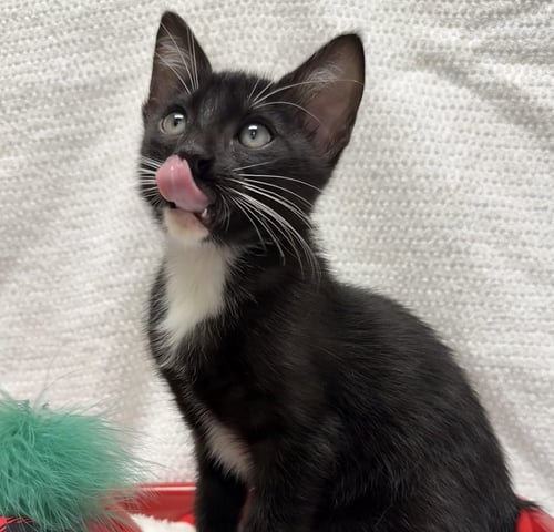 DING DONG #SNACK-CAKE-TRIO - Tuxedo / Domestic Short Hair available for adoption