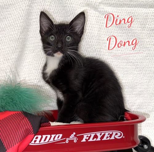 DING DONG #SNACK-CAKE-TRIO - Tuxedo / Domestic Short Hair available for adoption