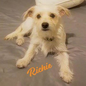 RICHIE #FOUND-ON-AISLE-9 - Norfolk Terrier / Podengo Portugueso available for adoption