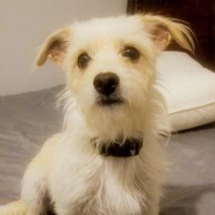 RICHIE #FOUND-ON-AISLE-9 - Norfolk Terrier / Podengo Portugueso available for adoption