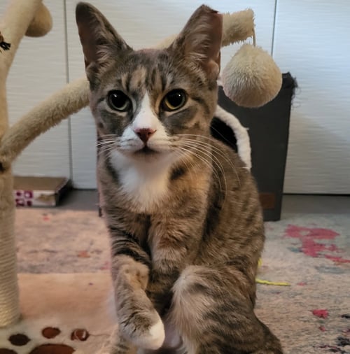 BETTE #DAVIS-EYES - Tortoiseshell / Tabby available for adoption