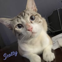 Scotty #sky-blue-eyes - Photo 1