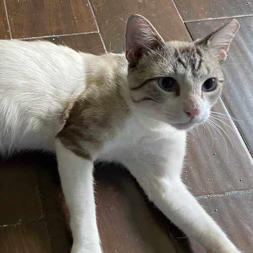 SCOTTY #SKY-BLUE-EYES - Siamese / Snowshoe available for adoption