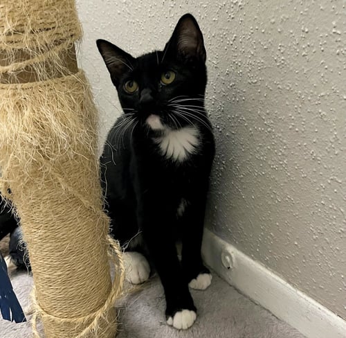 WEYLAND #MAGNIFICENT-7-LITTER - Tuxedo / American Shorthair available for adoption