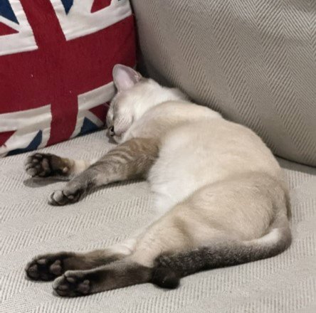 CINNAMON #SUPER-CHILL - Siamese / Domestic Short Hair available for adoption