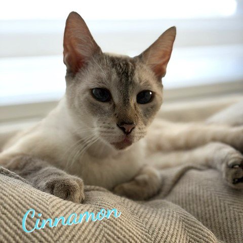 CINNAMON #SUPER-CHILL - Siamese / Domestic Short Hair available for adoption