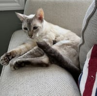 Cinnamon #super-chill - Photo 3