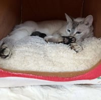 Cinnamon #super-chill - Photo 5