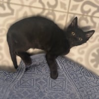 Ant #kloset-kitten - Photo 3