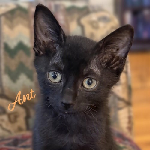 ANT #KLOSET-KITTEN - Bombay / Domestic Short Hair available for adoption
