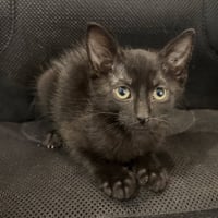 Ant #kloset-kitten - Photo 6