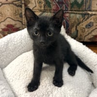 Ant #kloset-kitten - Photo 4