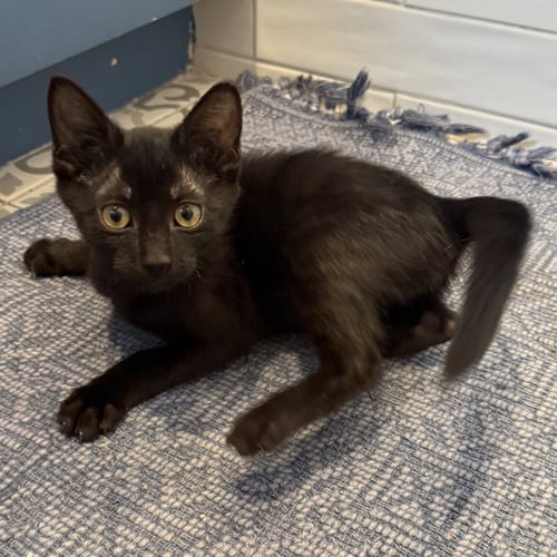 ANT #KLOSET-KITTEN - Bombay / Domestic Short Hair available for adoption