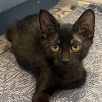 Ant #kloset-kitten - Photo 5