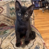 Ant #kloset-kitten - Photo 8