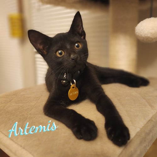 ARTEMIS #COPPER-PENNY-EYES - Bombay / Domestic Short Hair available for adoption