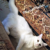 MarshMellow #fluffy-tailed-playboy - Photo 1