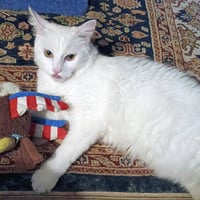 MarshMellow #fluffy-tailed-playboy - Photo 2
