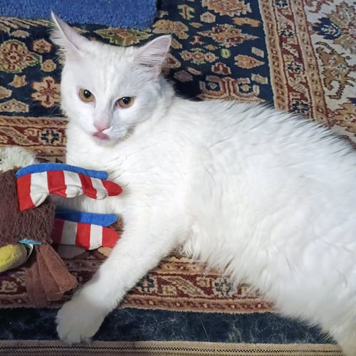 MARSHMELLOW #FLUFFY-TAILED-PLAYBOY - Turkish Angora / Domestic Medium Hair available for adoption