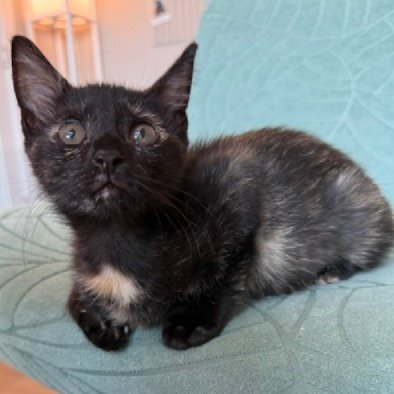 MIA #HARD-HAT-CREW - Tortoiseshell / Domestic Short Hair available for adoption