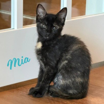 MIA #HARD-HAT-CREW - Tortoiseshell / Domestic Short Hair for adoption in Houston