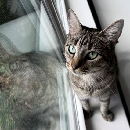 WILLOW #YOUR-FAST-FRIEND - Tabby / Domestic Short Hair available for adoption