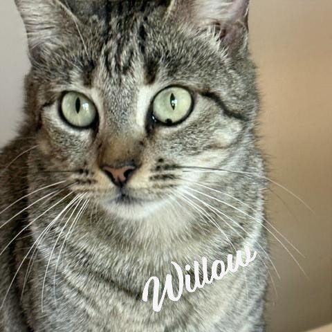 WILLOW #YOUR-FAST-FRIEND - Tabby / Domestic Short Hair for adoption in Houston