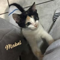 Mabel #little-firecracker - Photo 1