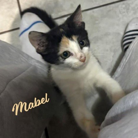 MABEL #LITTLE-FIRECRACKER - Calico / American Shorthair for adoption in Houston