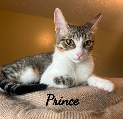 PRINCE #COOL-CALM-COLLECTED - Tabby available for adoption