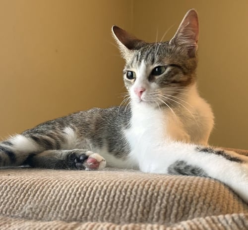 PRINCE #COOL-CALM-COLLECTED - Tabby available for adoption
