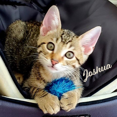 JOSHUA #WINSOME-FIVESOME - Tabby / Domestic Short Hair available for adoption