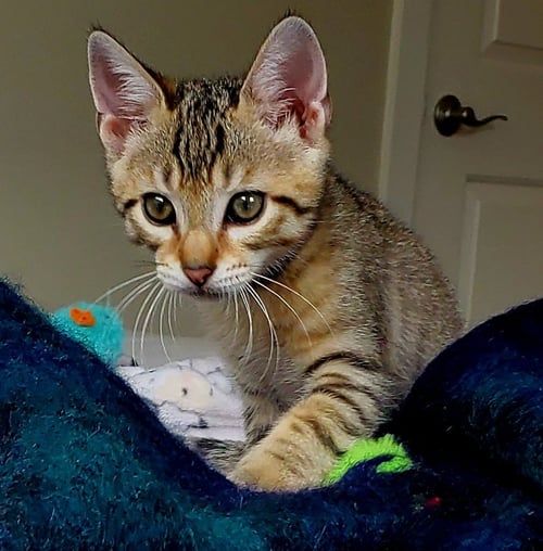 JOSHUA #WINSOME-FIVESOME - Tabby / Domestic Short Hair available for adoption