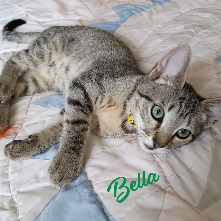 Bella #tabby-IV-pack Image