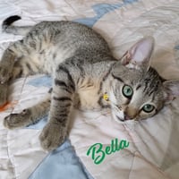 Bella #tabby-IV-pack - Photo 1