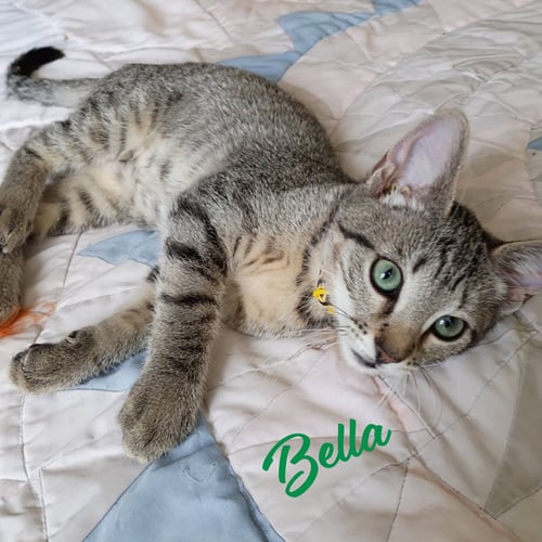 BELLA #TABBY-IV-PACK - Tabby / Domestic Short Hair available for adoption