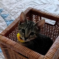 Bella #tabby-IV-pack - Photo 2