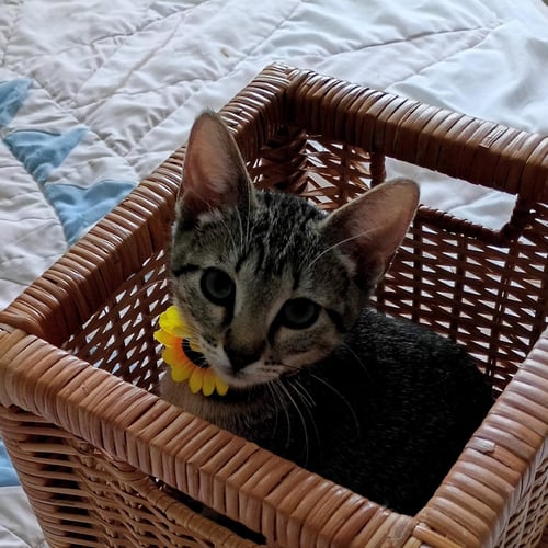 BELLA #TABBY-IV-PACK - Tabby / Domestic Short Hair available for adoption