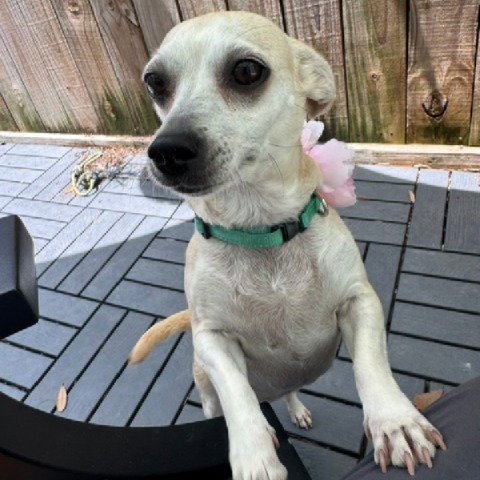 KATE #BESTIE-OF-KATHY - Chihuahua available for adoption
