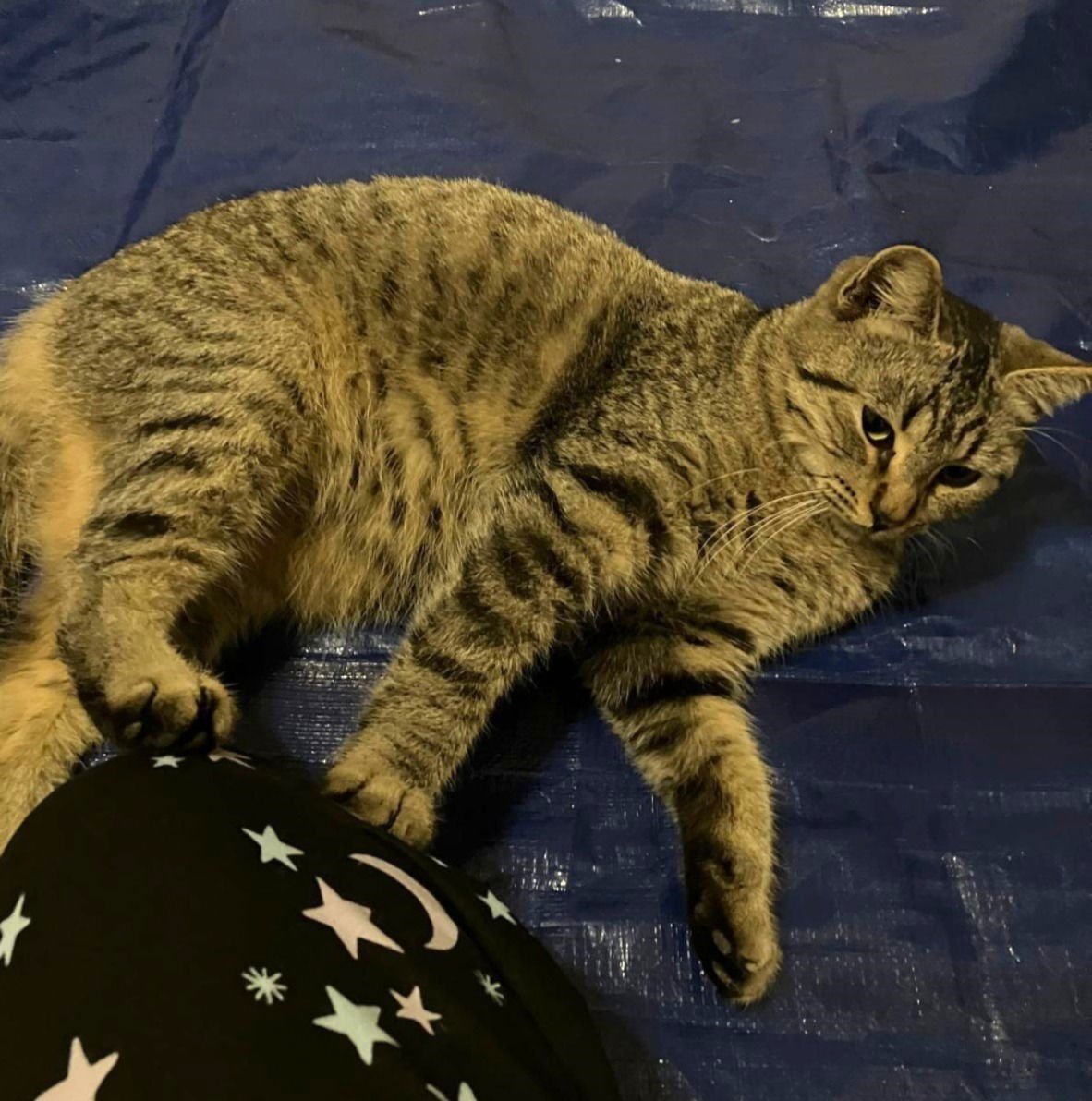 SILVER #CUDDLE-QUEEN - Tabby available for adoption