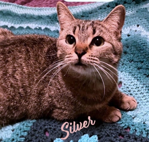 SILVER #CUDDLE-QUEEN - Tabby for adoption in Houston