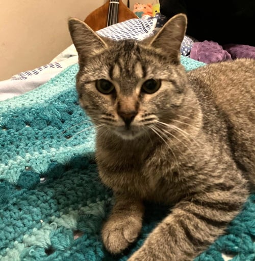 SILVER #CUDDLE-QUEEN - Tabby available for adoption