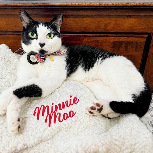 MINNIE MOO #LOVE-MACHINE - Tuxedo / Domestic Short Hair available for adoption